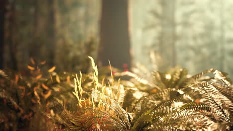 Bosque-Alto-De-Secuoyas-En-El-Parque-Nacional-De-Yosemite