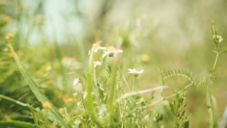 beautiful wildflowers swaying in the wind, captured with a petzval-style lens that adds a vintage, dreamy atmosphere with soft swirly bokeh and warm pastel tones.