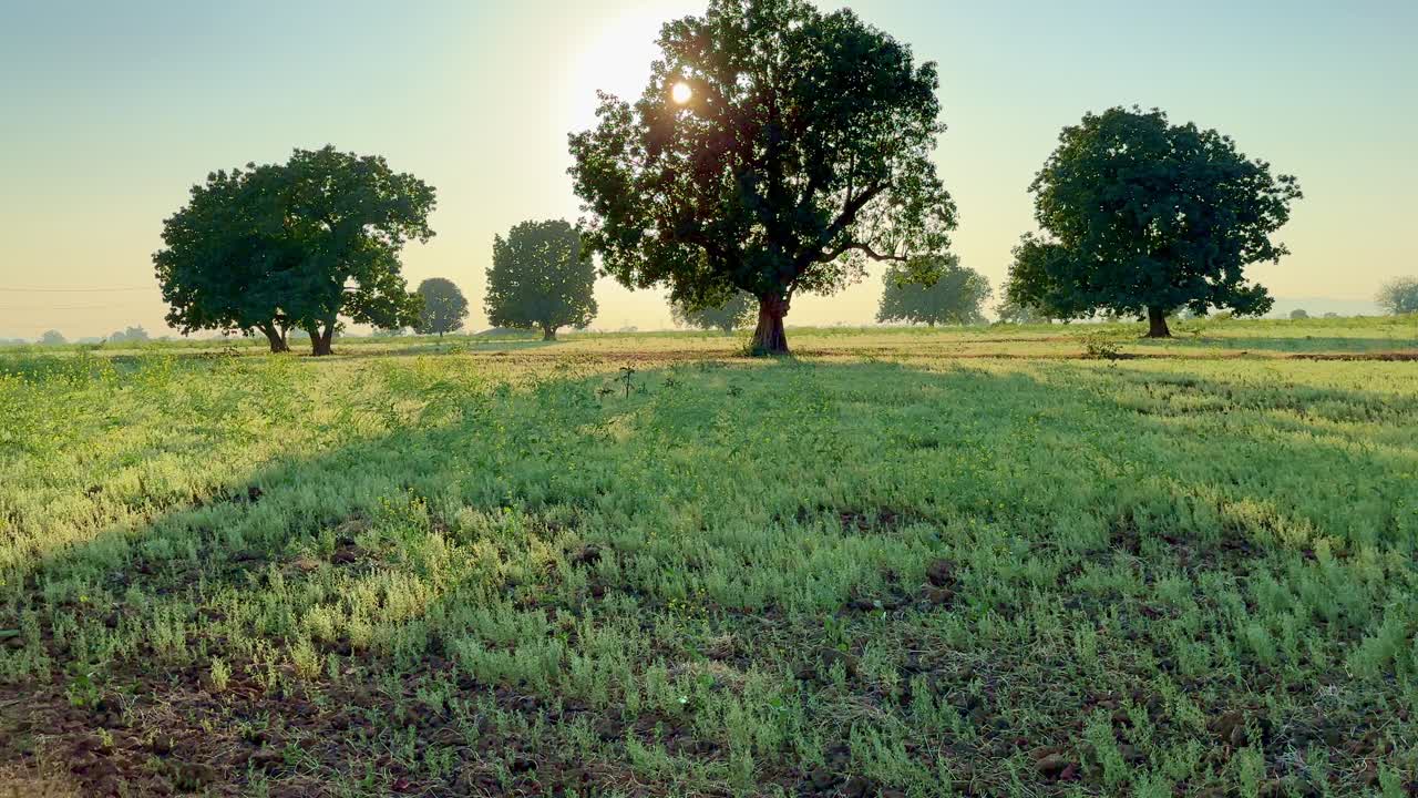 Ripresa panoramica di una fattoria con coltivazione di Vicia lens o Lens culinaris, chiamata anche lenticchia massor, un legume; è una pianta annuale coltivata per i suoi semi commestibili a forma di lente, anch'essi chiamati lenticchie.
