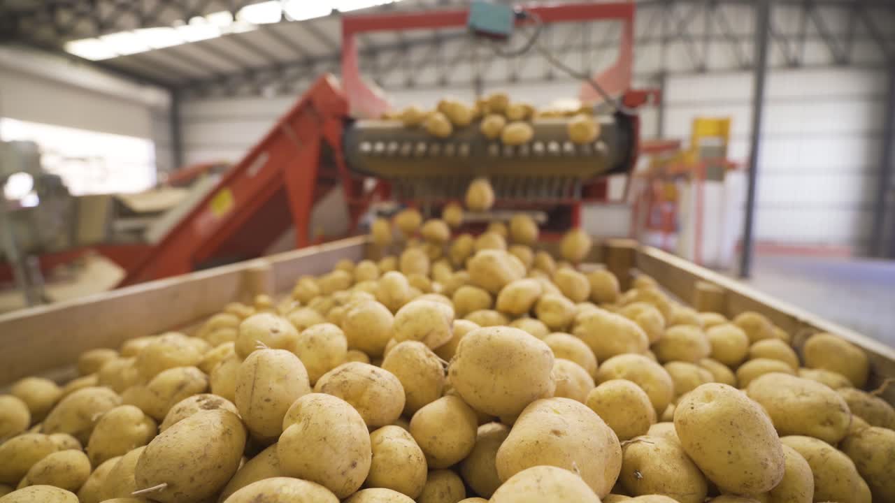 las patatas, que se descargan en cajas de madera, se dejan caer de la cinta transportadora rodando.