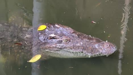 cabeza de cocodrilo en el agua