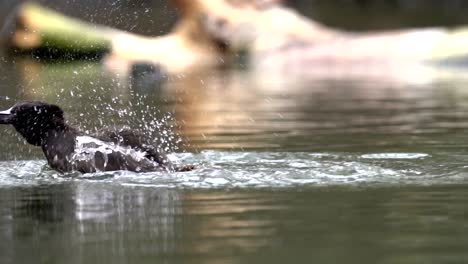 close slow motion shot of tufted duck playing in the water and cleaning itself