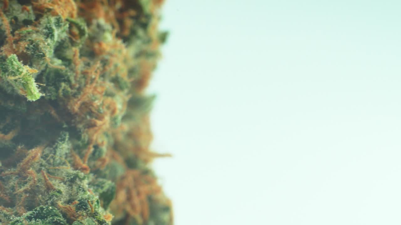 Primo piano macro di un fiore di Marijuana sativa Super Lemon Amnesia Haze, cime arancioni, Kush verde e viola, su un supporto rotante a 360 gradi, video 4K in slow motion