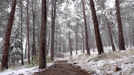 snowfall in the woods during daytime