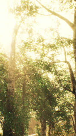 sunlight streaming through a lush forest