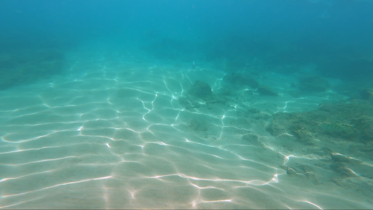 Fish swimming underwater in Hawaii shot in 4k high resolution