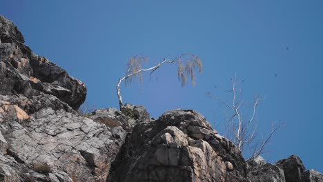 Slender-bended-birch-tree-stand-on-the-on-the-rocky-slope