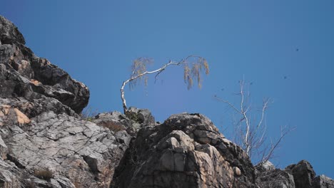 slender bended birch tree stand on the on the rocky slope