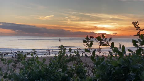 cierre de plantas verdes por el océano al atardecer, fondo borroso con color naranja del cielo y olas perfectas