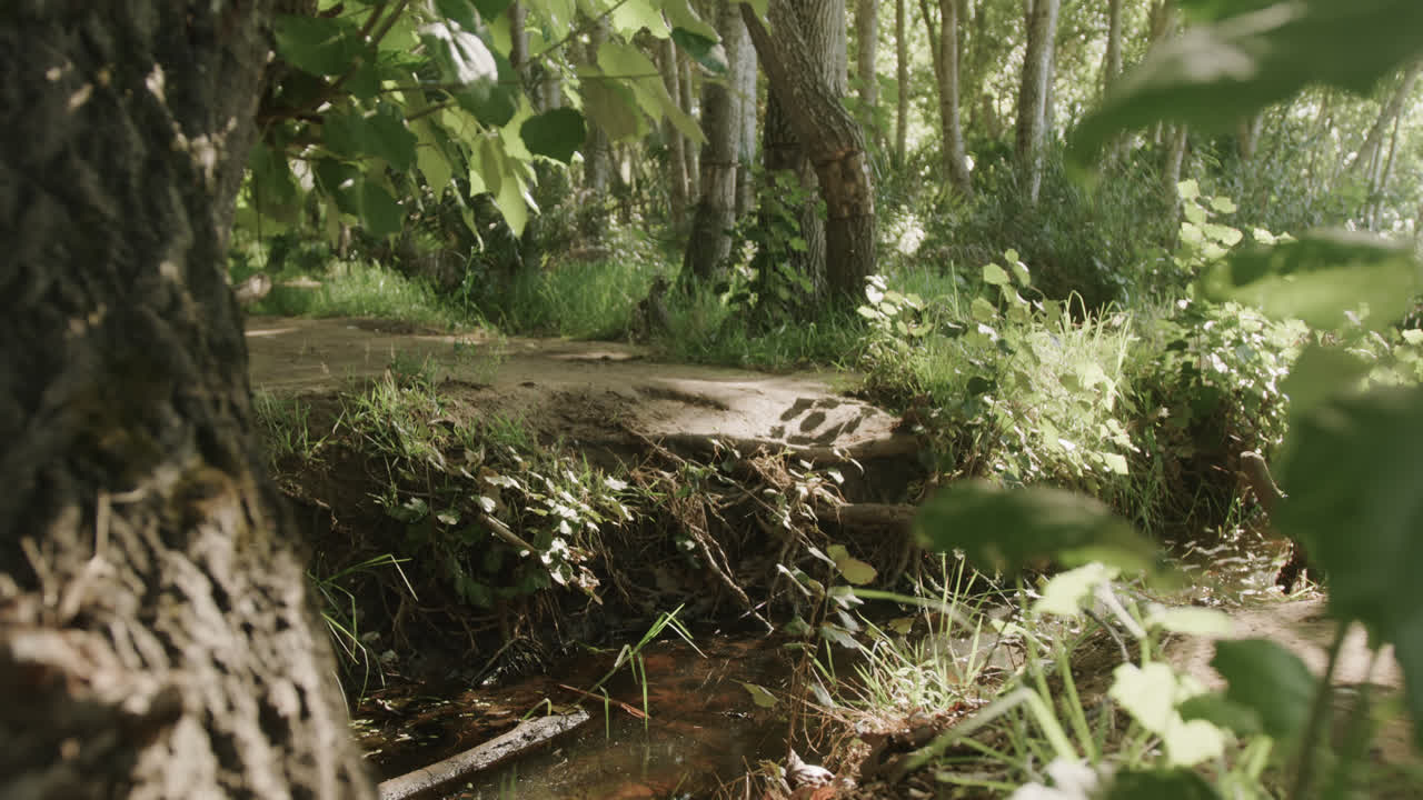 아프리카계 미국인 남자가 배을 입고 숲에서 산책하고, 느린 동작