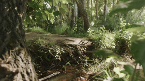 African-american-man-wearing-backpack-and-hiking-in-forest,-slow-motion