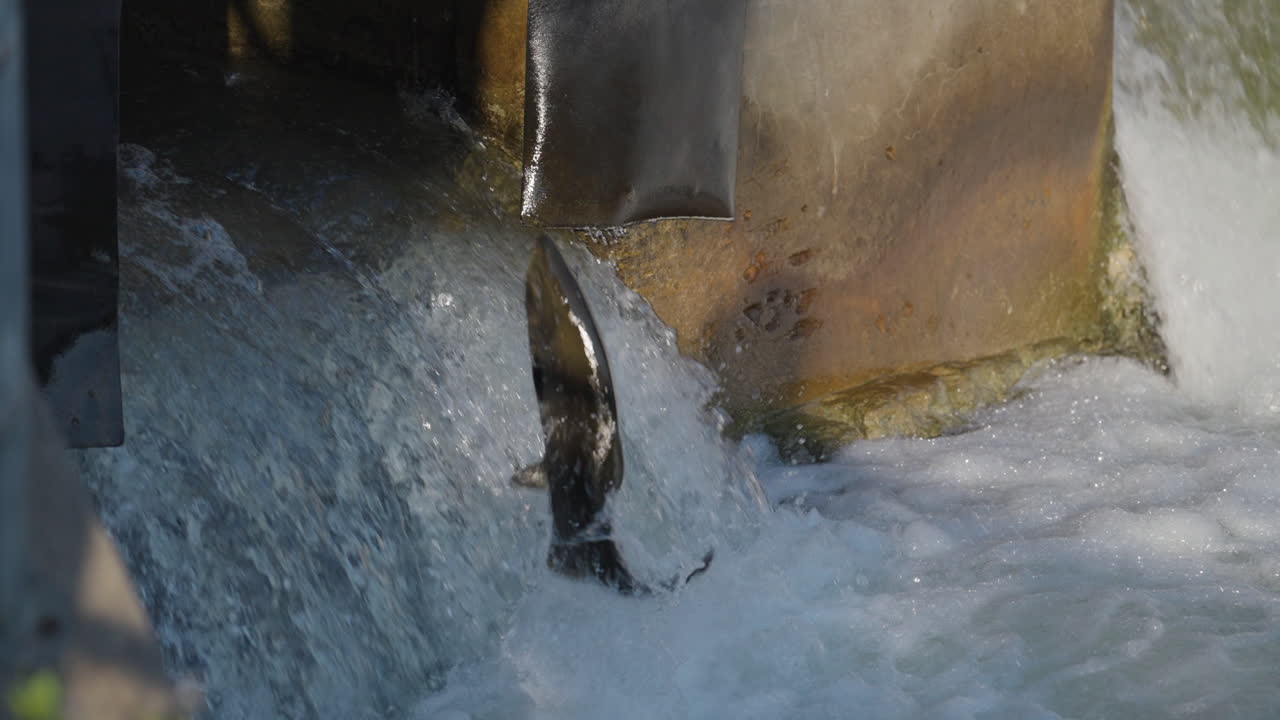 Salmon jump upstream in slow motion at Ganaraska River, Ontario, Canada