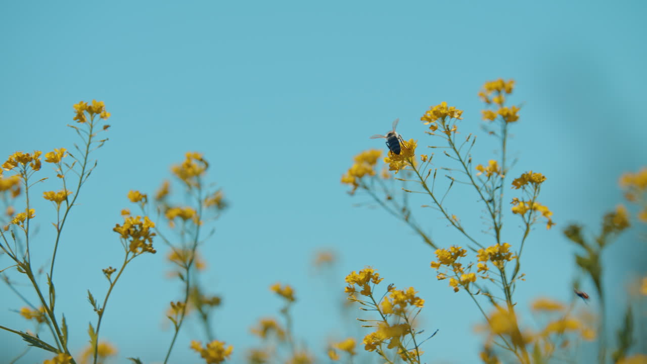 Rallentatore di un'ape mellifera indaffarata in un fiore giallo in un campo primaverile con cielo azzurro in una giornata di sole.
