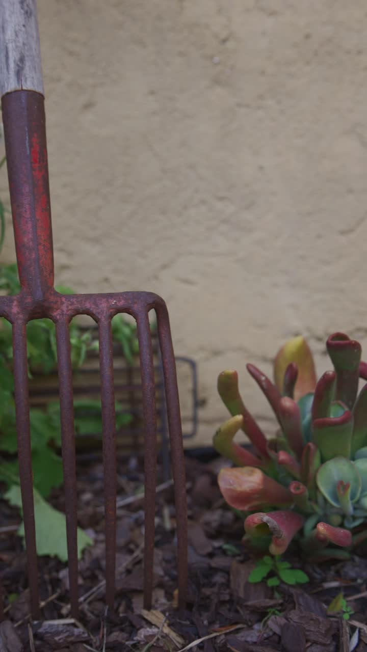 Rusty Shovel and Pitcher Plant in Garden