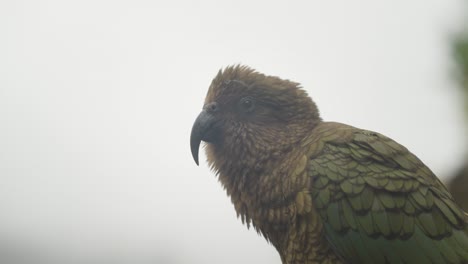 Lindo-Loro-Pájaro-Kea-Con-Pico-Curvo-Y-Afilado,-Nueva-Zelanda