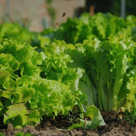 women's hands pluck green lettuce leaves from beds