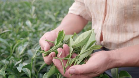 a bevy of girls were picking tea on the hillside