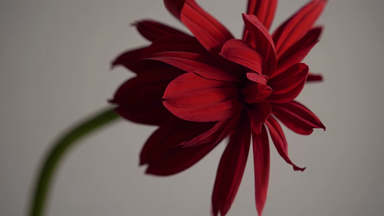 Video ravvicinato di un fiore rosso su uno sfondo grigio tenue, ripreso di lato