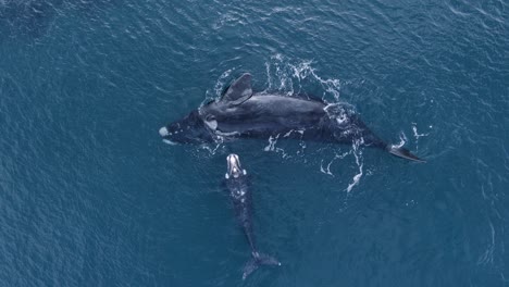 Ballenas-Madre-Y-Bebé-Descansando-En-La-Superficie-Y-Rodando---Alejar-La-Vista-Aérea-Superior