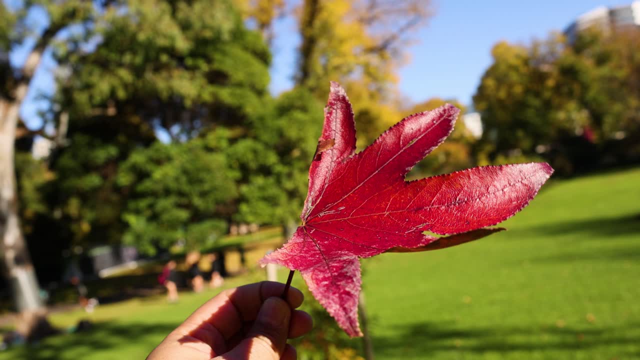 mano sosteniendo una hoja de arce roja en el parque