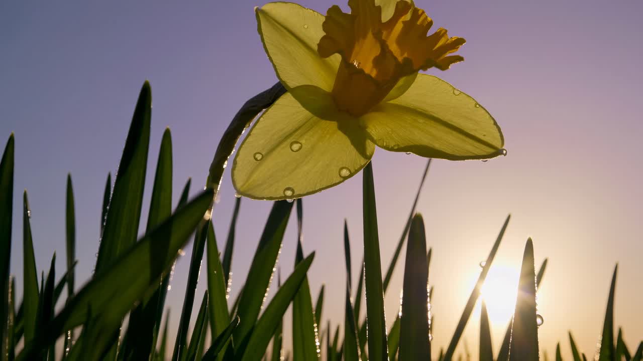 Inquadratura dal basso di un narciso sullo sfondo di un cielo all'alba, che cattura la rugiada sui petali