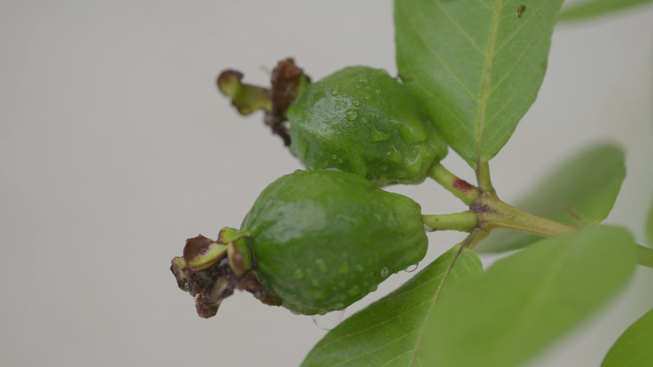 Due piccoli frutti di guava verdi con punte di fiori essiccate e gocce d'acqua crescono insieme tra le foglie su un ramo