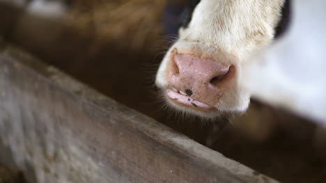 Cow-Eating-Hay-In-Farm-Barn-Agriculture-Dairy-Cows-In-Agricultural-Farm-Barn-8