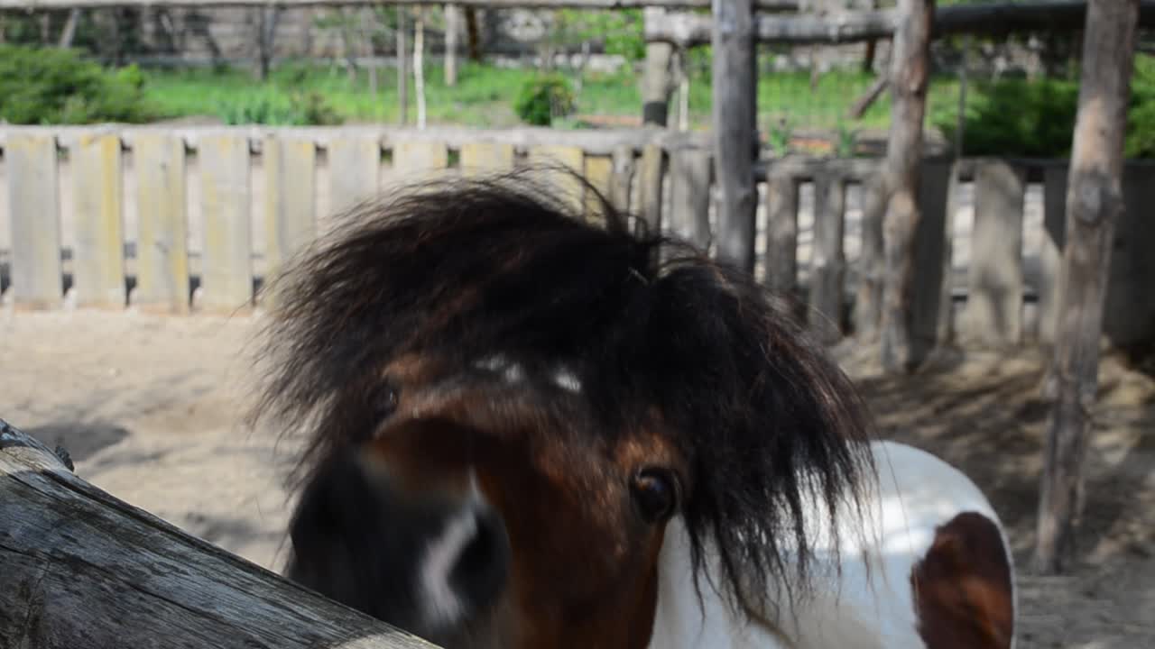 Testa di un pony. Fattoria e cavalli