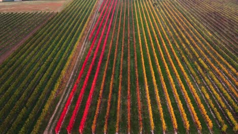 aerial landscape view over colorful autumn vineyard with red and orange foliage, in the italian countryside, at sunset