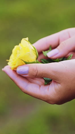 beautiful rose in female hands. well-groomed female hands. vertical video