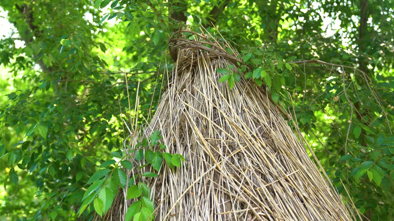 Detail of thatched roof bundle against leafy forest backdrop