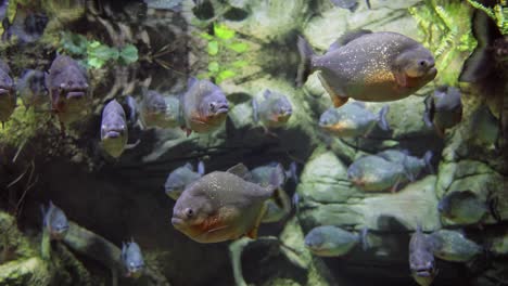 piraña - colossoma macropomum