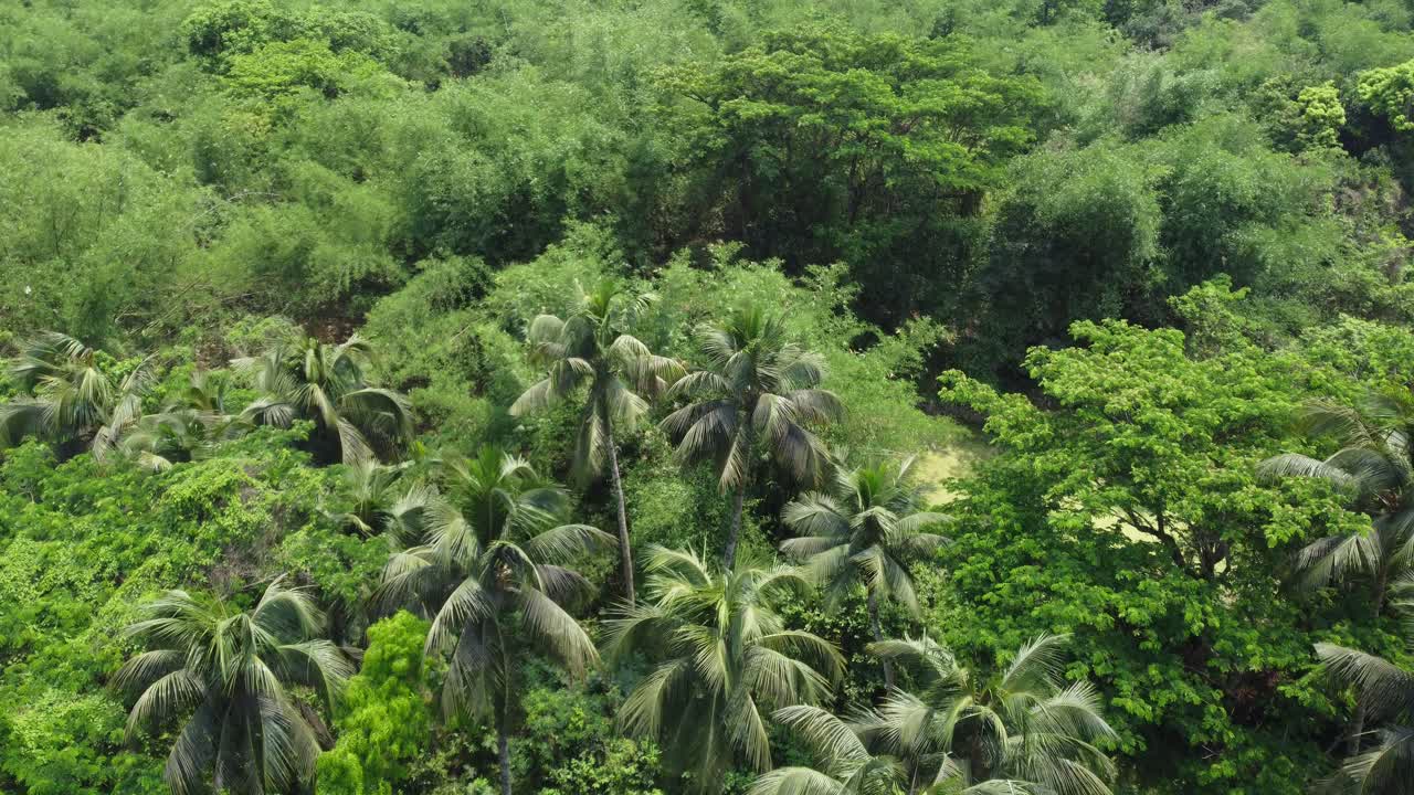 vista aérea o superior del bosque verde profundo o la jungla