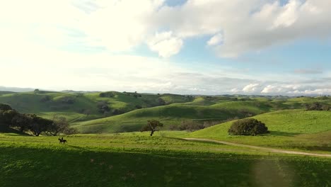 horse running across a green hill through the frame, aerial drone