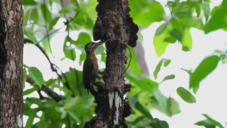 Visto-Picoteando-Esta-Rama-Y-Arrojando-Ladridos-Mientras-La-Cámara-Se-Inclina-Hacia-Arriba,-Pájaro-Carpintero-Picus-Vittatus-Hembra,-Tailandia