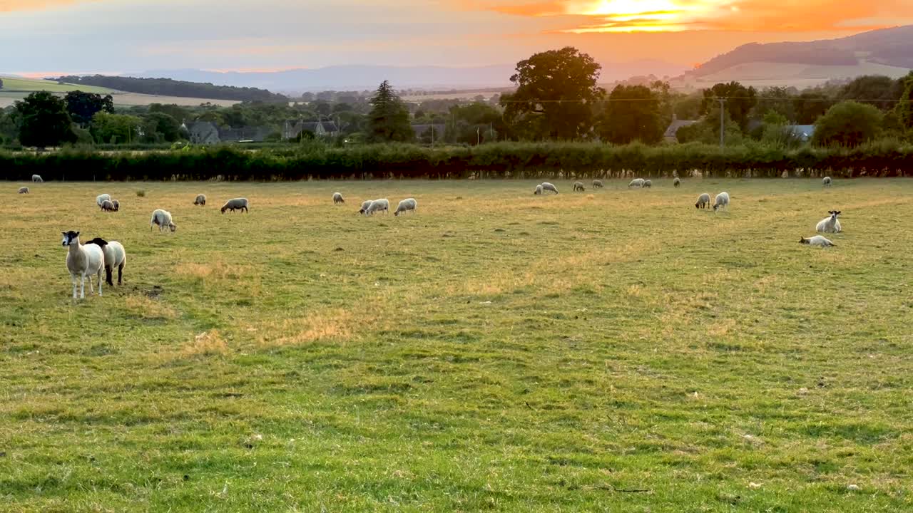 Gruppo di pecore inglesi sul prato al tramonto - Wood Stanway, Inghilterra, Regno Unito