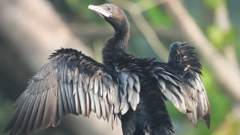 Cormorant-chilling-on-tree-.