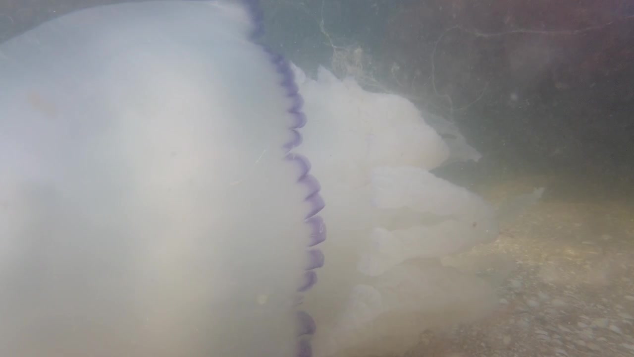 Vandmænd under vandet i havet. Arten Rhizostoma pulmo.