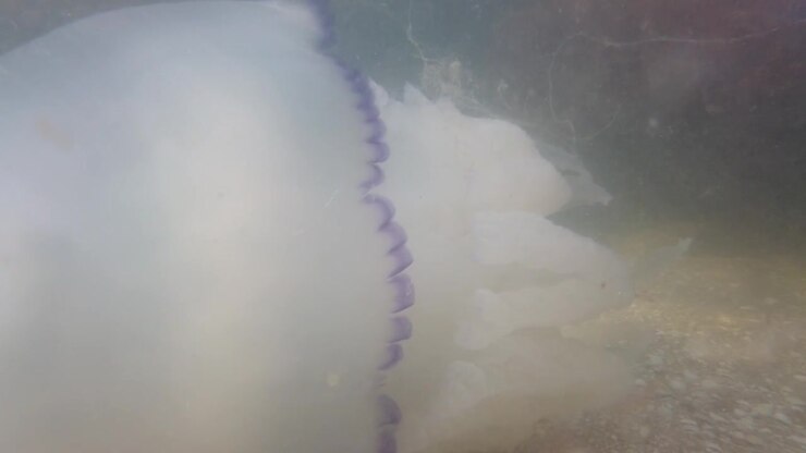 Jellyfish underwater at sea. Species of jellyfish Rhizostoma pulmo.