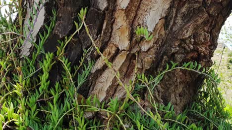 Alter-Baum-Und-Textur-Seiner-Rinde-Mit-Grünen-Sukkulenten,-Die-An-Seiner-Basis-Unter-Dem-Grünen-Schatten-Wachsen