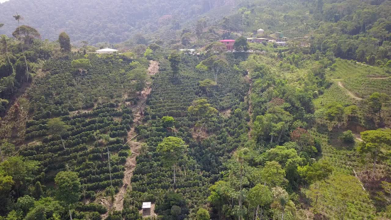 볼리비아 산악 정글 에 있는 커피 농장