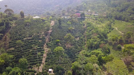 coffee plantation in the bolivian mountain jungle