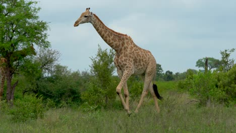 large giraffes big five walking in bush kruger national park grazing wet season eating grass spring summer lush greenery johannesburg south africa wildlife cinematic slow motion follow movement