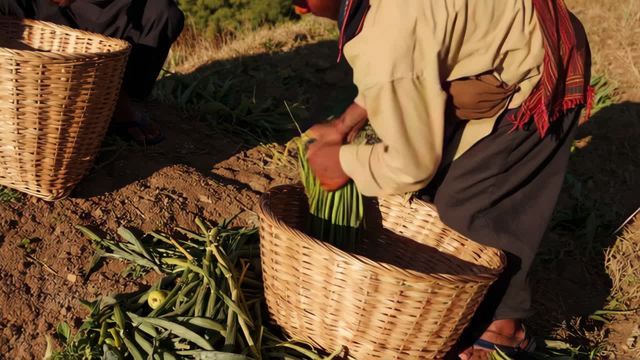 Rural Farming and Harvesting in the Himalayas