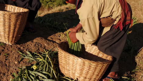 rural farming and harvesting in the himalayas