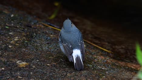 Dieser-Weibliche-Rotschwänzchen-Ist-Nicht-So-Farbenfroh-Wie-Das-Männchen,-Aber-Sicher-So-Flauschig-Wie-Ein-Knäuel-Eines-Niedlichen-Vogels