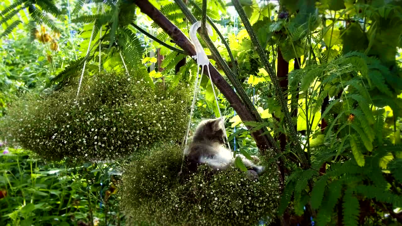 새끼 고양이 자고