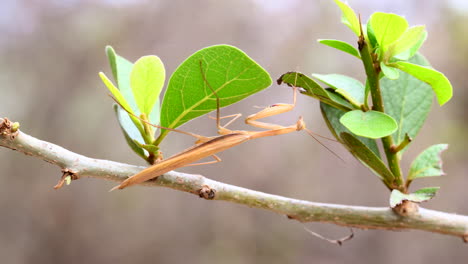 praying mantis sp.  on a twig