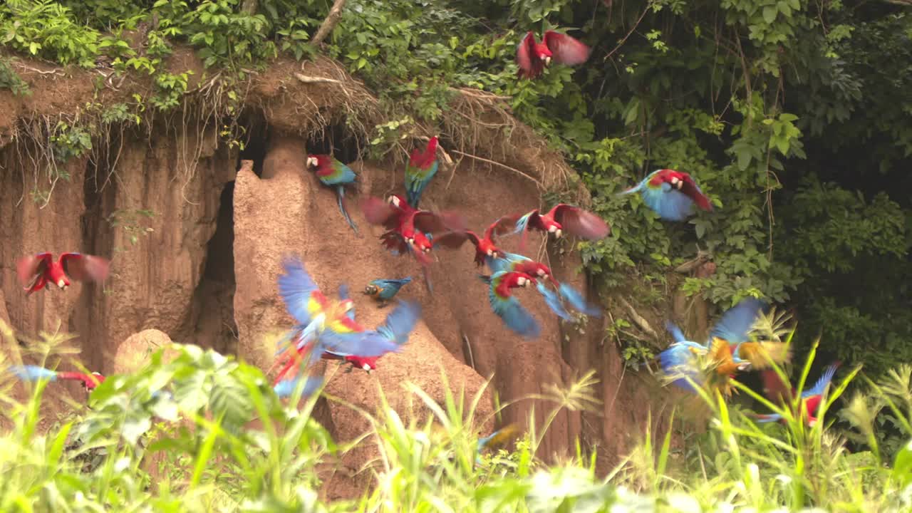 Scarlet with blue and yellow macaws launch from the clay lick in vivid harmony, their slow-motion flight gracing jungle skies at chuncho