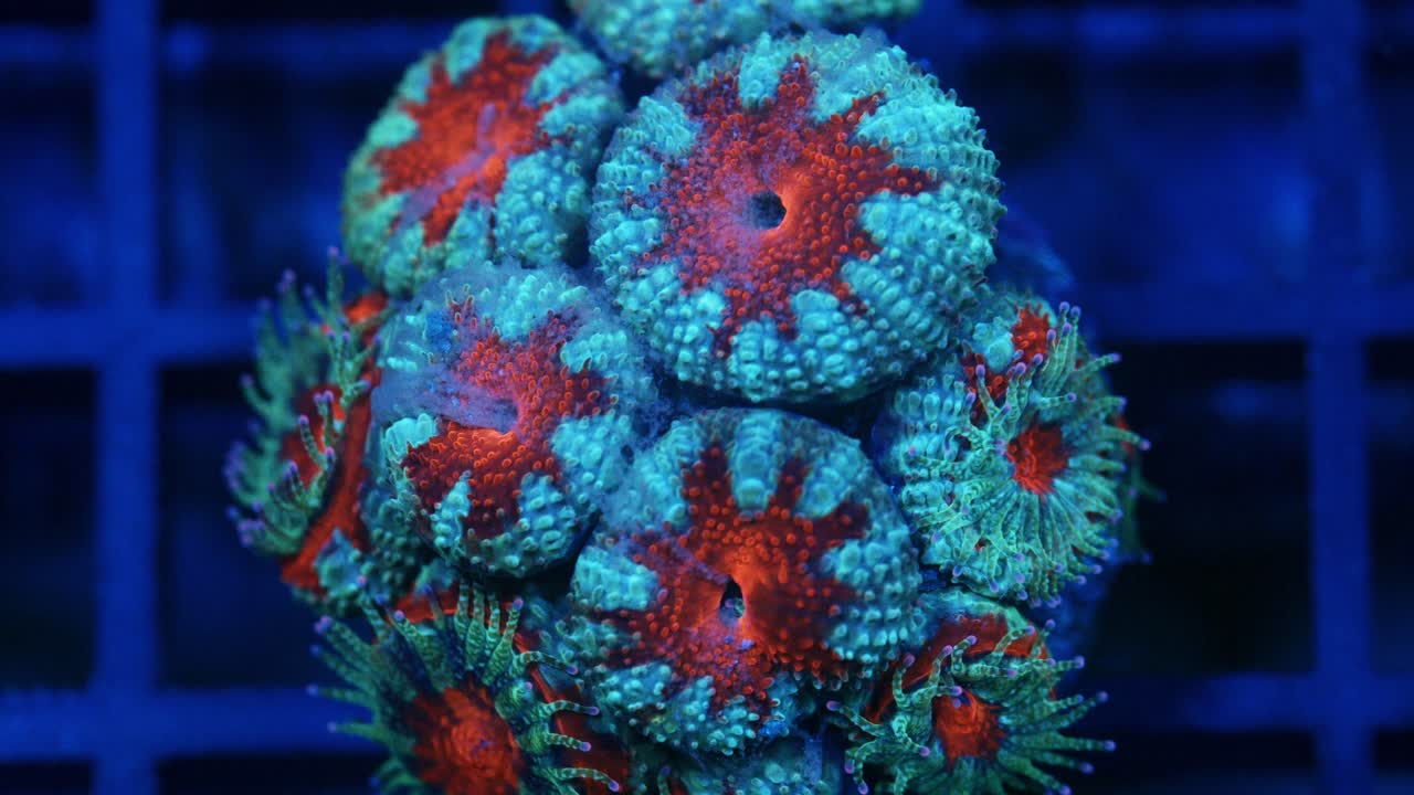 Timelapse macro of Micromussa coral feeding under actinic lighting, showing a red center, teal outer edges, and purple polyp tips extending during feeding in reef aquarium.